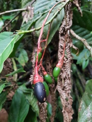 Ocotea atirrensis