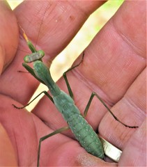Polyspilota aeruginosa