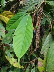Ocotea atirrensis