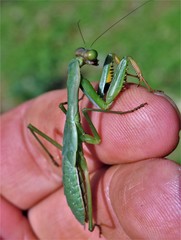 Polyspilota aeruginosa