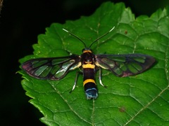 Amata sperbius