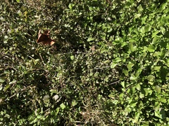 Nasturtium microphyllum