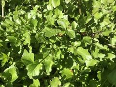 Nasturtium microphyllum