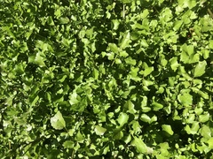 Nasturtium microphyllum