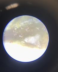 Aceria gersoni