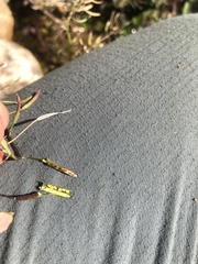 Nasturtium microphyllum