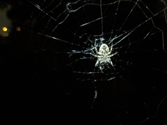 Araneus bicentenarius