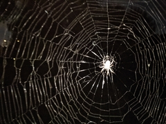 Araneus bicentenarius