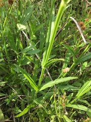 Physostegia angustifolia