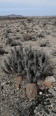 Eulychnia breviflora