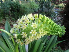 Eucomis pallidiflora pallidiflora