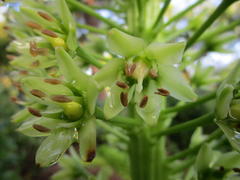 Eucomis pallidiflora pallidiflora