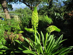 Eucomis pallidiflora pallidiflora