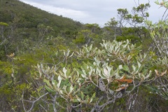 Banksia dentata