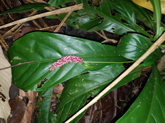 Anthurium consobrinum