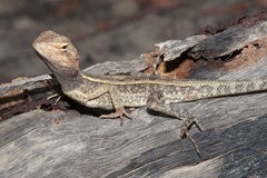 Diporiphora jugularis