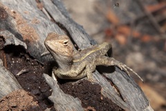 Diporiphora jugularis