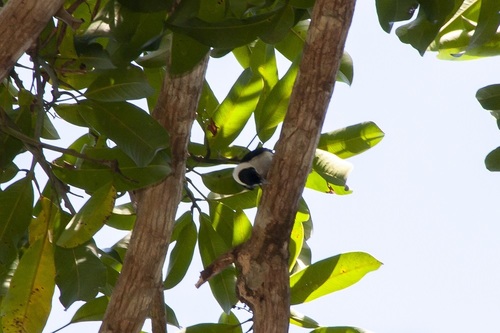 Frill-necked Monarch (Arses lorealis), photo 7