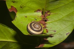 Austrocamaena ricnattrassi