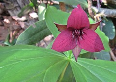 Trillium sulcatum