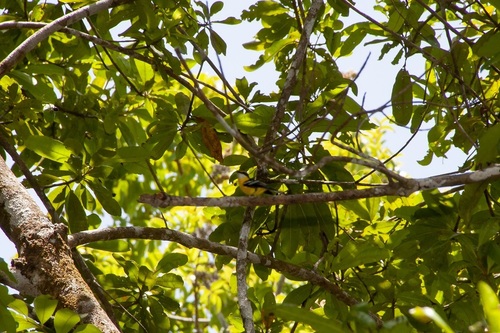 Yellow-breasted Boatbill (Machaerirhynchus flaviventer), photo 10
