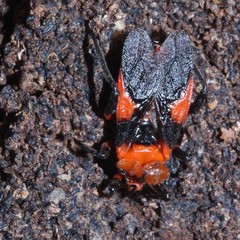 Tegea atropicta