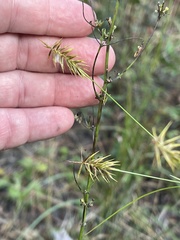 Cyperus hystricinus