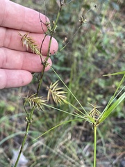 Cyperus hystricinus
