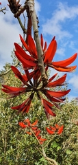 Erythrina ×sykesii