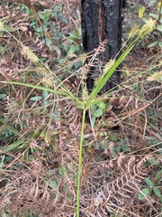 Cyperus hystricinus
