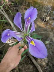 Iris giganticaerulea