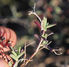 Mestoklema tuberosum
