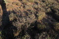 Mestoklema tuberosum