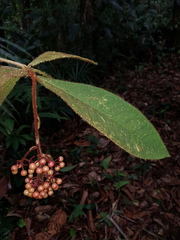 Ardisia nevermannii