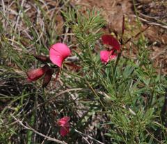 Indigofera hedyantha
