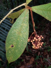 Ardisia nevermannii