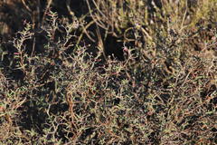 Mestoklema tuberosum