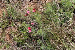 Indigofera hedyantha