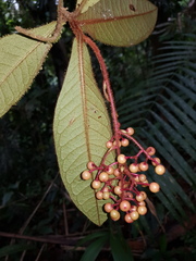 Ardisia nevermannii