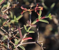 Mestoklema tuberosum