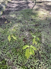 Lindera melissifolia