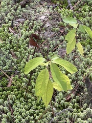 Lindera melissifolia