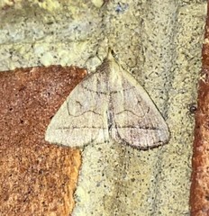 Zanclognatha obscuripennis