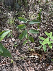 Lindera melissifolia