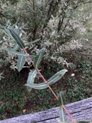 Salix integra