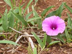 Ipomoea oblongata