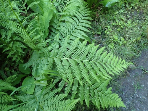Athyrium cyclosorum
