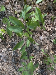 Lindera melissifolia