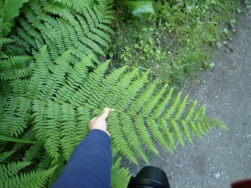 Athyrium cyclosorum, photograph 1