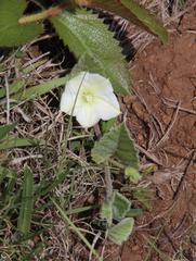 Convolvulus natalensis